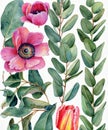 Watercolor botanical illustration of eucalyptus, tulip, peony, anemone flowers and leaves. Natural objects isolated on white