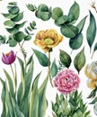 Watercolor botanical illustration of eucalyptus, tulip, peony, anemone flowers and leaves. Natural objects isolated on white