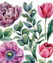 Watercolor botanical illustration of eucalyptus, tulip, peony, anemone flowers and leaves. Natural objects isolated on white