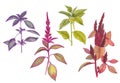 Watercolor botanical illustration of garden amaranth and basil..