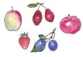 Watercolor botanical illustration of garden fruits.