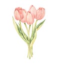 Watercolor botanical illustration. Happy Easter! Spring tulips bouquet. Pink flowers collection. Perfect for invitations, greeting