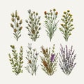 watercolor botanical illustration herbs and flowers3 Royalty Free Stock Photo