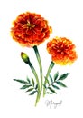 Watercolor Botanical Illustration of Marigold Flowers