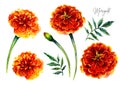 Watercolor Botanical Illustration of Marigold Flowers