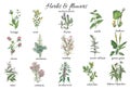 Watercolor botanical illustration of medicine plants.