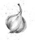 Watercolor botanical illustration. Onions,garlic on a background. Hand drawn watercolor illustration of sweet onion, garlic, flow