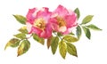 Watercolor botanical illustration, pink dog rose flowers, rosehip arrangement clip art. Royalty Free Stock Photo