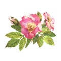 Watercolor botanical illustration, pink dog rose flowers, rosehip arrangement clip art. Royalty Free Stock Photo