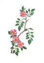 Watercolor botanical illustration of pink wildrose .