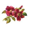 watercolor botanical illustration, red dog rose flowers, rosehip arrangement clip art. Royalty Free Stock Photo