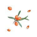 Watercolor botanical illustration of sea buckthorn isolated on white background. Set of berries and branch with green leaves for Royalty Free Stock Photo