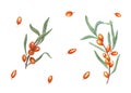 Watercolor botanical illustration of sea buckthorn isolated on white background. Set for the design of invitation, patterns, cards