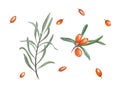 Watercolor botanical illustration of sea buckthorn isolated on white background. Set for the design of invitation, patterns, cards