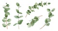 Watercolor botanical illustration set - eucalyptus green branches collection.