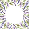 Watercolor botanical illustration. Square frame with lavender flowers. Empty round space for text. Purple wildflowers