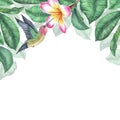 Watercolor botanical illustration. Square frame with plumeria and flying hummingbird. Pink frangipani flowers. Place for Royalty Free Stock Photo