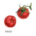 Botanical watercolor tomatoes