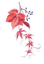 Watercolor botanical illustration of virginia creeper.