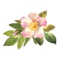 Watercolor botanical illustration, white dog rose flowers, rosehip arrangement clip art. Royalty Free Stock Photo