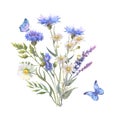 Watercolor botanical illustration, wild flowers bouquet with blue Cornflower herb and chamomile and with butterflies Royalty Free Stock Photo