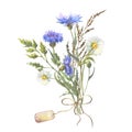 Watercolor botanical illustration, wild flowers bouquet with blue Cornflower herb and chamomile and with tag, isolated Royalty Free Stock Photo