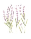 Watercolor botanical illustrations of lavender. Blossom of provence. Perfect for wedding invitations, cards, prints, posters,