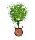 Watercolor botanical illustrations. of potted house plant. Areca Palm in a pot isolated on white background. Boho plant Royalty Free Stock Photo