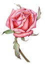 Watercolor Botanical picture of a bright fresh rose.