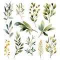 Watercolor botanical set of illustrations of a branch of butcher\'s broom, laurel and eucalyptus. Generative AI