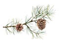 Watercolor botanical set with pine branches and cones. Hand painted winter holiday plants isolated on white background