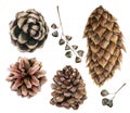 Watercolor botanical set with pine cones and seeds. Hand painted winter holiday plants isolated on white background