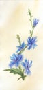 Watercolor botanical sketch. Sprig of chicory flower isolated on beige background. Bright wild flower with blue petals on thin