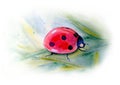 Watercolor botanical summer illustration with colorful ladybug and greenery