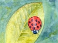 Watercolor botanical summer illustration with colorful ladybug and greenery