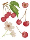 Watercolor set with cherries, leaves, cherry blossom isolated on white background. For various food products, cards etc.