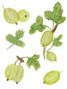 Watercolor collection, bright gooseberries, leaves isolated on white background. For various food products, cards etc.