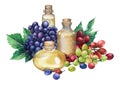 Watercolor bottle of essential oil made of grape seed