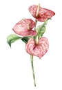 Watercolor bouquet with anthurium and leaves. Hand painted floral composition with flowers and stems isolated on white