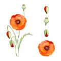 Watercolor bouquet arrangement, elements with hand drawn summer bright red poppy flowers. Isolated on white background