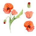 Watercolor bouquet arrangement, elements with hand drawn summer bright red poppy flowers. Isolated on white background