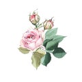 Watercolor bouquet arrangement with pink roses bud flower green leaves Royalty Free Stock Photo