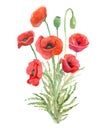 Watercolor  bouquet of beautiful red poppy flowers. Royalty Free Stock Photo