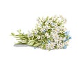 Watercolor bouquet bunch of wildflowers with daisies chamomile