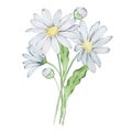 Watercolor bouquet daisy, april birth month flower