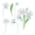 Watercolor bouquet daisy, april birth month flower