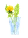 Watercolor bouquet of dandelions and green leaves in a glass beaker, romantic illustration of summer yellow flowers