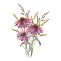 Watercolor bouquet of echinacea flowers and field herbs. Template for invitations, postcards