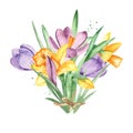 Watercolor bouquet with flowers and leaves of daffodil, crocus