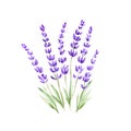 watercolor bouquet of lavender flowers isolated white background Royalty Free Stock Photo